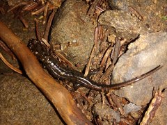 Plethodontinae