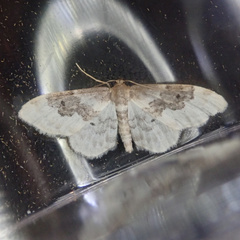 Idaea rusticata