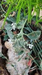Heliotropium ellipticum