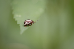 Calligrapha californica