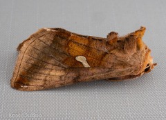 Autographa metallica