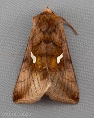 Autographa metallica