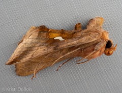 Autographa metallica