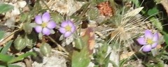 Spergularia capillacea