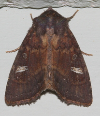Neumichtis adamantina