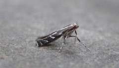 Leucospilapteryx venustella