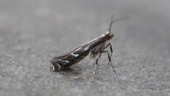 Leucospilapteryx venustella