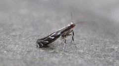 Leucospilapteryx venustella