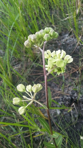 Image of Asclepias connivens by (c) Jay Horn, some rights reserved (CC BY)