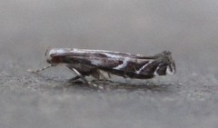 Leucospilapteryx venustella