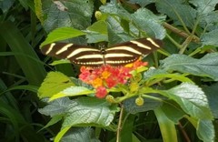 Heliconius charithonia