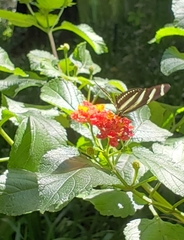 Heliconius charithonia
