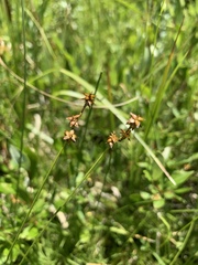 Carex interior