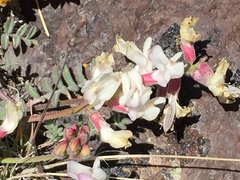 Astragalus whitneyi confusus