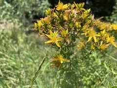 Hypericum perforatum
