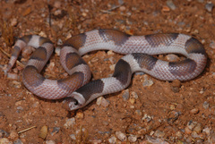 Phyllorhynchus browni