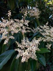 Ardisia foetida
