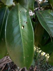Ardisia foetida