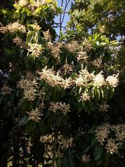 Ardisia foetida