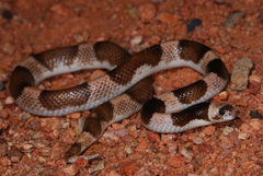 Phyllorhynchus browni