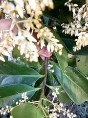 Ardisia foetida