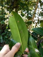 Ardisia foetida