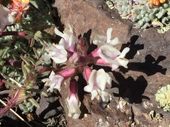 Astragalus whitneyi confusus