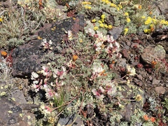 Astragalus whitneyi confusus