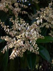 Ardisia foetida