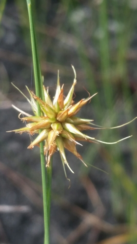 Image of Rhynchospora tracyi by (c) Jay Horn, some rights reserved (CC BY)