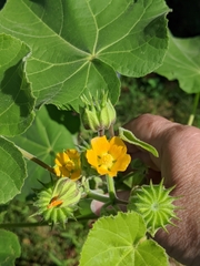 Abutilon theophrasti