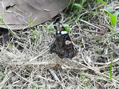 Vanessa atalanta atalanta
