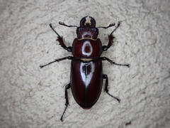 Lucanus elaphus