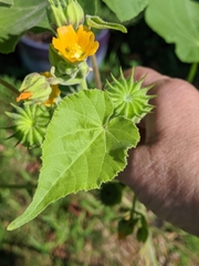 Abutilon theophrasti