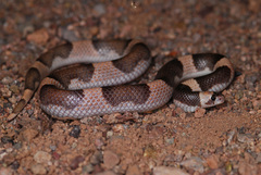 Phyllorhynchus browni