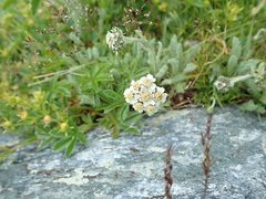 Achillea nana