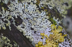 Parmeliopsis capitata