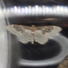 Idaea rusticata
