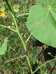 Abutilon theophrasti