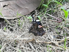 Vanessa atalanta atalanta