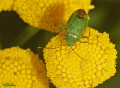 Apolygus lucorum