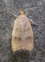 Psilocorsis quercicella