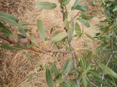 Pyrus syriaca