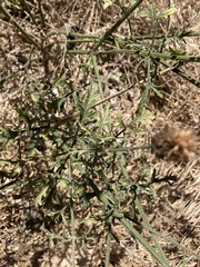 Glandularia lilacina