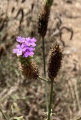 Glandularia lilacina