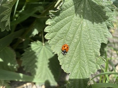 Coccinella septempunctata