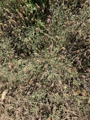 Glandularia lilacina