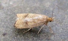 Psilocorsis quercicella