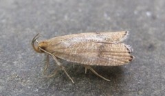 Psilocorsis quercicella