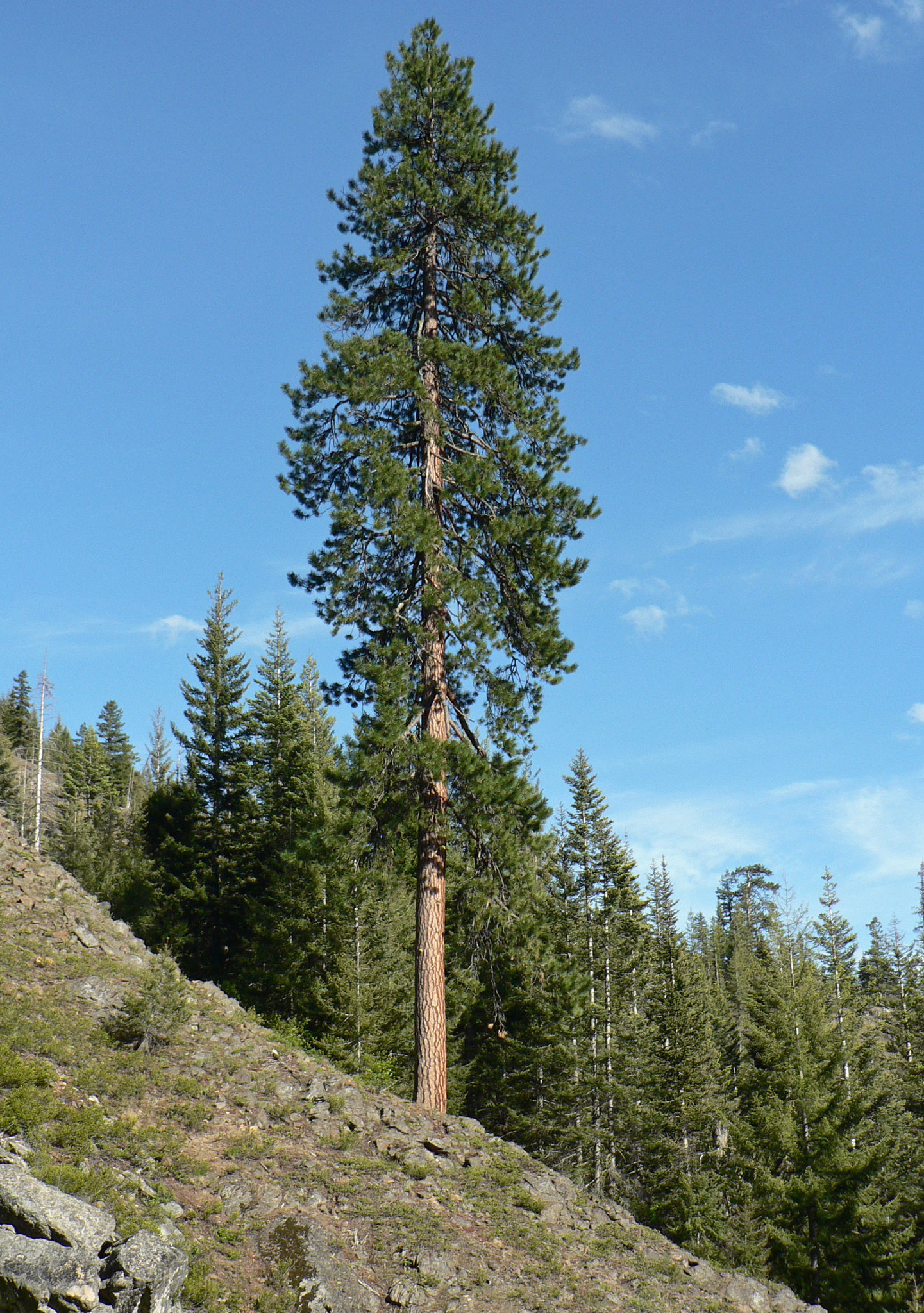 Pinus ponderosa var. ponderosa